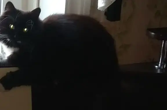 Пропала чёрная кошка, Артюхина 23, ВВ - photo