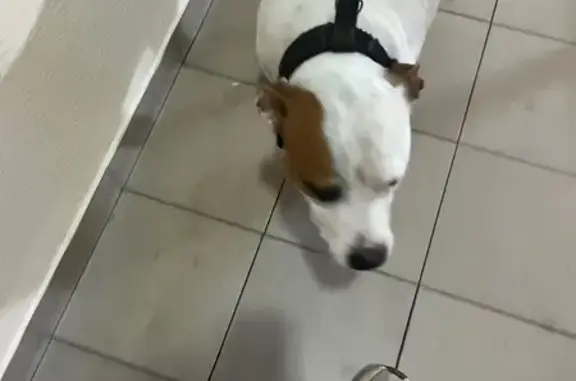 Найдена собака, Сочи, фото: Сочи: найдена собака, переулок Чехова 6/3