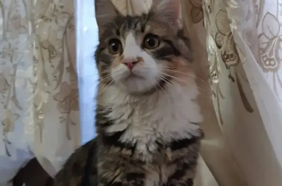 Кошки потеряшки, Ростов-на-Дону, фото: Потеряшка кошка, Волжская улица, Ростов-на-Дону