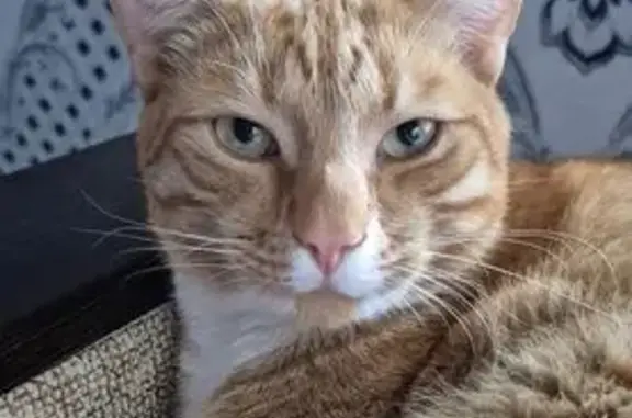 Пропал кот Леопольд, Первомайский 37 - photo