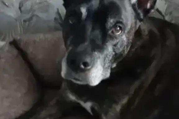 Пропала собака на ул. Безыменского 17г - photo