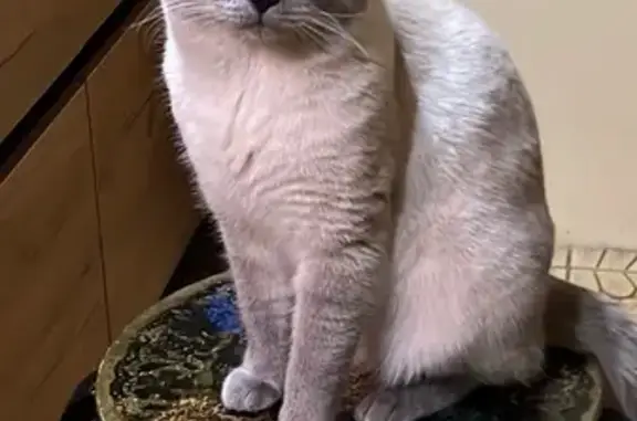 Пропал кот: Воронеж, СНТ Тихий Дон, ул. Садовое Кольцо, 44 - photo