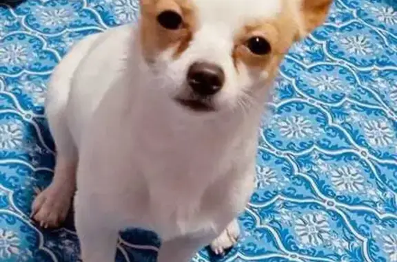 Пропала собака, ул. Паши Савельевой, 41 - photo