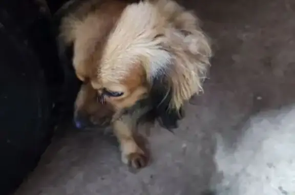 Найдена собака, Устьяново, фото: Собака найдена, Устьяново, 46Н-07995