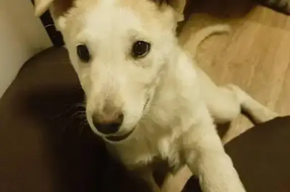 Пропала собака, Большое Казариново, НО - photo