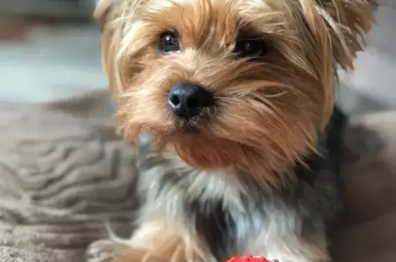 Пропала собака, Западный пер., 40/46 - photo