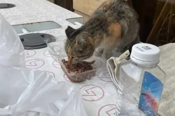 Объявления о пропавших и найденных животных, Махачкала, фото: Кошка найдена на ул. Абубакарова, 74