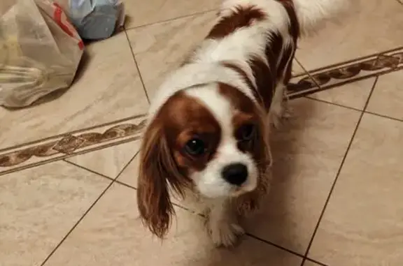 Найдена собака, Юкковское, фото: Собака найдена на Меднозаводском ш.