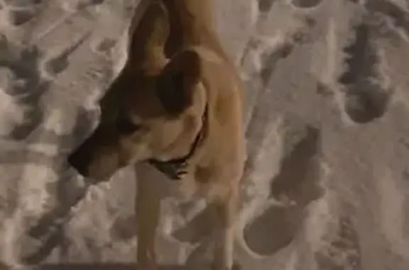 Найдена собака, Запонорье, фото: Собака найдена: Запонорье, 46К-7303