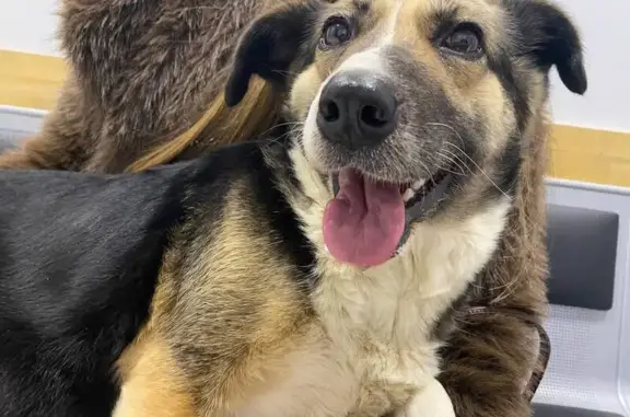 Найдена собака, Ульяновск, фото: Щенок найден на площади Ленина, Ульяновск