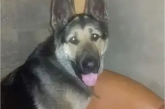 Пропала собака, Трофимовский пер., 8 - photo