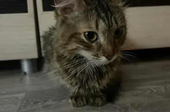 Объявления о пропавших и найденных животных, Киреевск, фото: Найдена кошка, ул. Ленина, 4, Киреевск