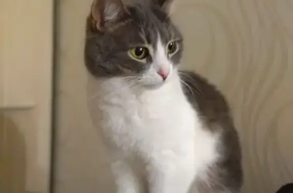 Пропала кошка, ул. Александровка, к1437 - photo