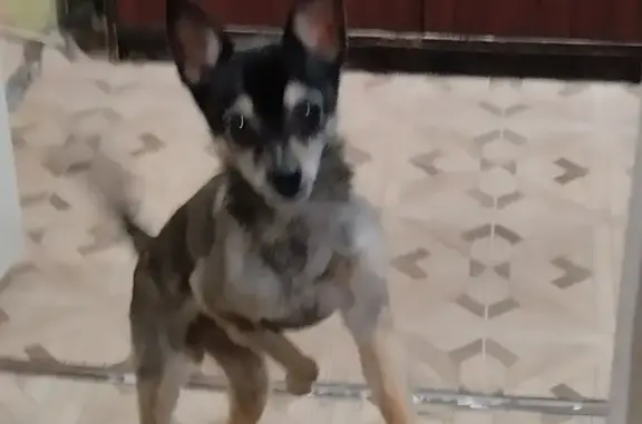 Пропала собака на Молодёжной, 5/1, К-Чепецк - photo