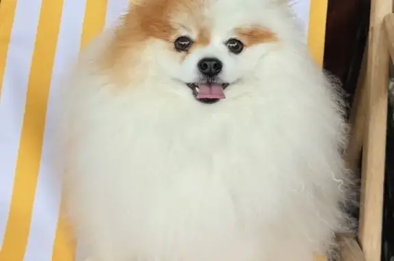 Пропала собака, Сочи - photo