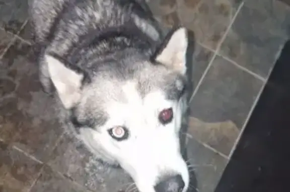 Найдена собака, Майкоп, фото: Собака найдена на ул. Димитрова, 25, Майкоп