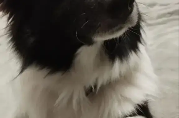 Пропала собака на Северной ул., 43В, Анапа - photo