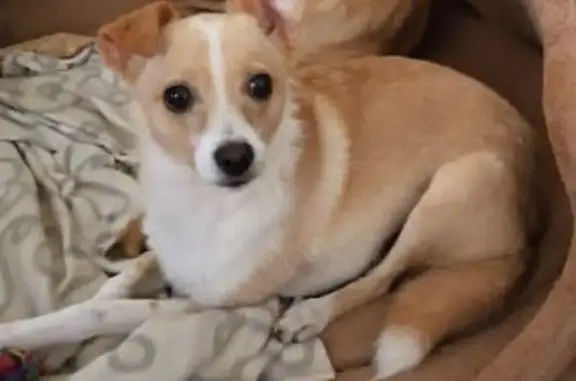 Пропала собака на ул. Зенитчиков, 44, РнД - photo