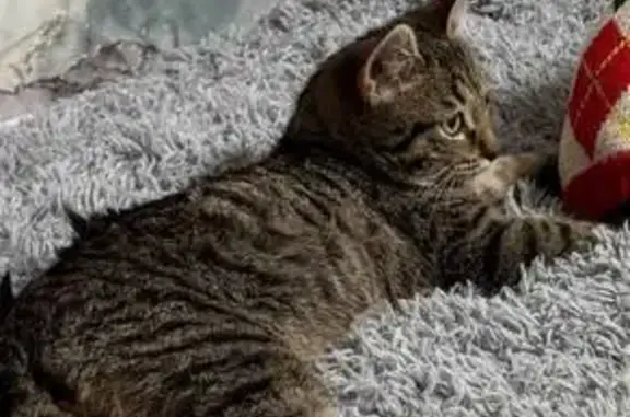 Пропала кошка, Элеваторная ул., 8 к3 - photo