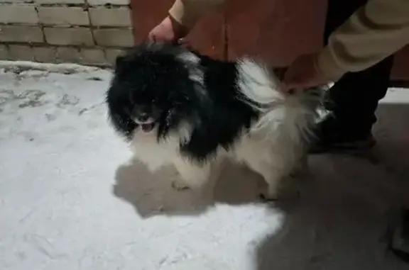 Найдена собака, Ярославль, фото: Собака найдена: Корабельная ул., Ярославль