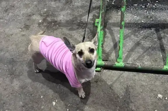 Пропала собака в селе Мульма, Татарстан - photo