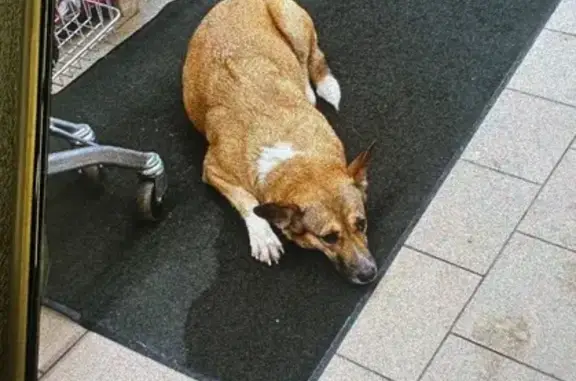 Найдена собака, Ярославль, фото: Собака у Магнита, Стачек 55, Ярославль