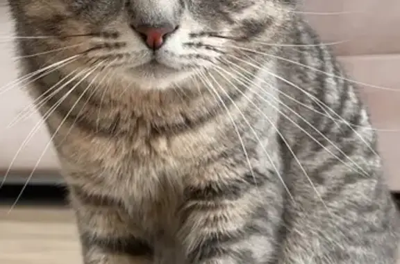 Кот пропал в Любучанах, МО - photo