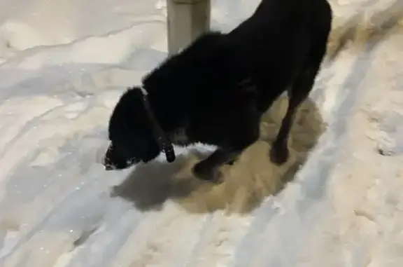 Найдена собака, Санкт-Петербург, фото: Собака найдена: Идрицкая 42 к6 с1, СПб