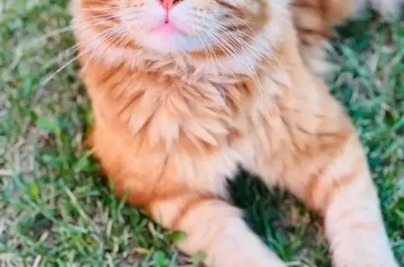 Пропала рыжая кошка, Зелёная ул., Димитровград - photo