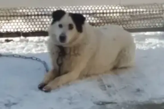 Пропала собака, ул. Кирова 17, Тимашёвск - photo