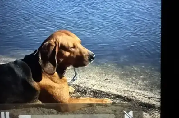 Пропала собака в районе Нефтяника, Волгоград - photo