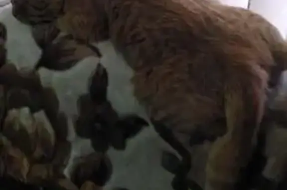 Пропала рыжая кошка, Красная ул., Павловская - photo