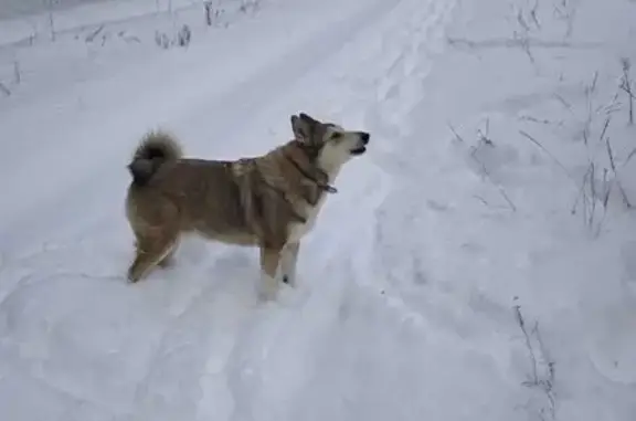 Пропала собака в Курумоче, Самара - photo
