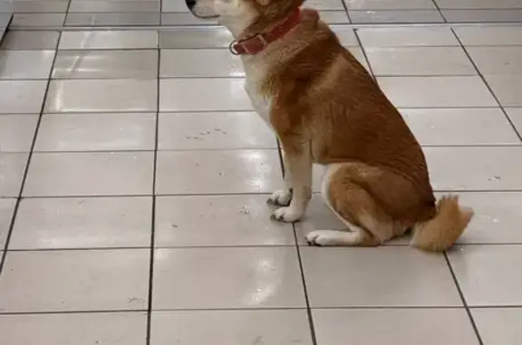 Найдена собака, Санкт-Петербург, фото: Сиба-ину найдена в Окей, Выборгское шоссе