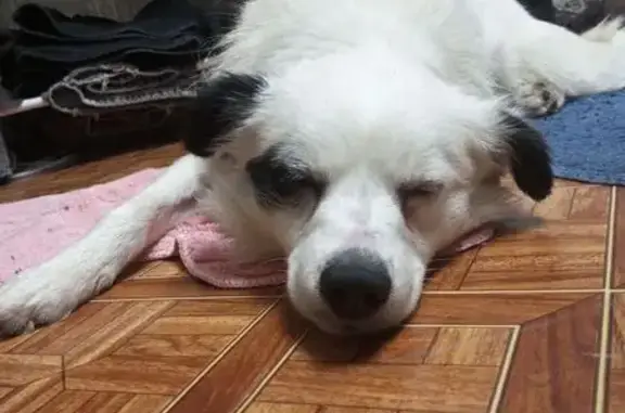 Найденные животные Чебоксары, фото: Собака найдена на пр. И. Яковлева, Чебоксары