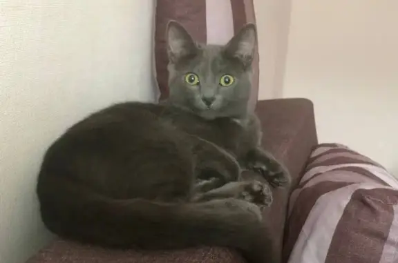 Пропала кошка, Берендеевский пер. 18А - photo