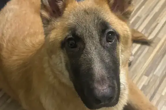 Найдена собака, Ставрополь, фото: Щенок овчарки найден: пер. Макарова, 20А