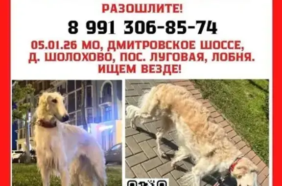 Пропала собака, Зеленая ул. 7А, Марфино - photo