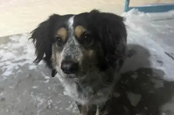 Найдена собака, Челябинск, фото: Собака найдена на ул. Неаполитанова, 14