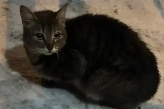 Найдена кошка, Мытищи, фото: Кошка найдена, Веры Волошиной 37, Мытищи