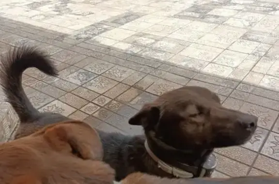 Пропала собака, 3-я аллея, 92, Таганрог - photo