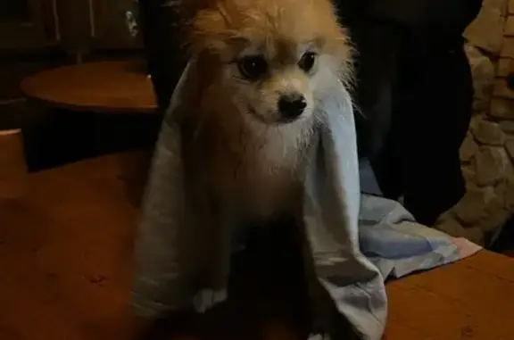 Найдена собака, Рязань, фото: Собака найдена: Садовая ул., 39, Рязань