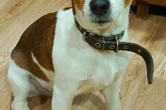 Собаки потеряшки, Абинск, фото: Потеряшка собака на Нефтепромысловой, 206