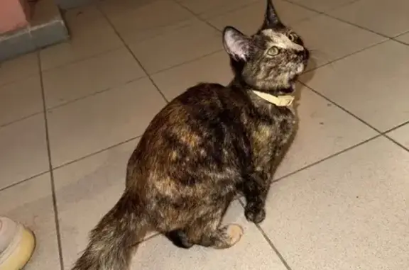 Найдена кошка, Калуга, фото: Котенок найден у Пуховского пруда, Калуга