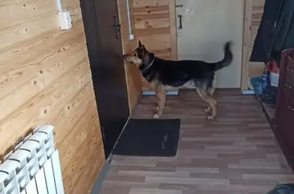 Пропала овчарка, Глаженка, Брянск область - photo