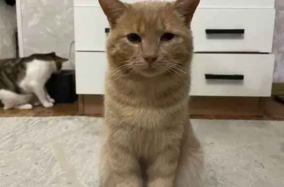 Объявления о пропавших и найденных животных, Каспийск, фото: Кошка найдена, ул. Ленина, Каспийск