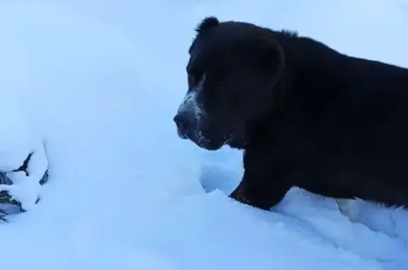 Найдена собака, Большие Харлуши, фото: Алабай найден: Большие Харлуши, Челябинск