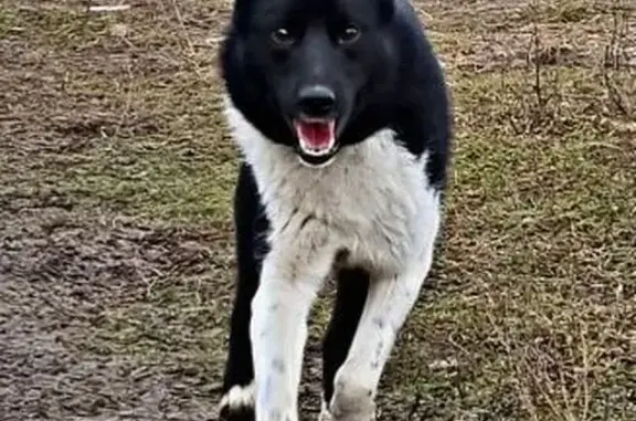 Пропала собака в с. Григорово, Раменский р-н - photo
