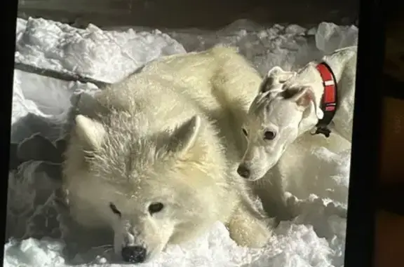 Собака найдена: Сентябрьская ул., Малахово - photo