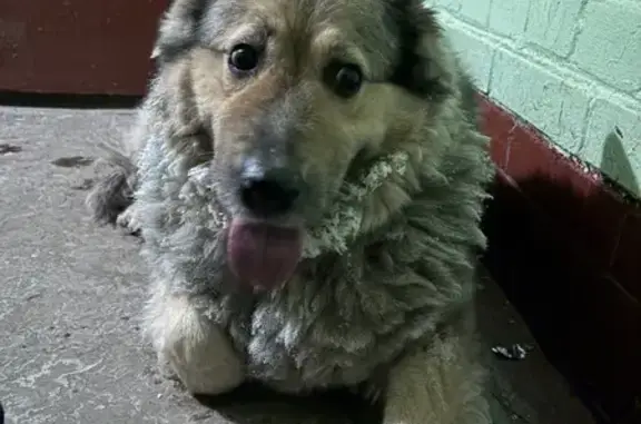 Найдена собака, Санкт-Петербург, фото: Собака найдена на Ветеранов, 154, СПб